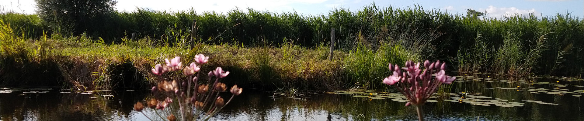 Het Waterhoentje — photo 2